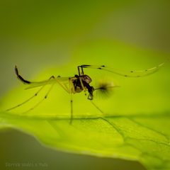 Microtendipes by (c) Derrick Wales, some rights reserved (CC BY), uploaded by Derrick Wales. Used under a CC-BY license.