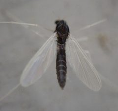 Phaenopsectra obediens by (c) Cole Shoemaker, some rights reserved (CC BY), uploaded by Cole Shoemaker. Used under a CC-BY license.