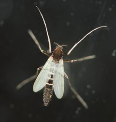 Stictochironomus by (c) Even Dankowicz, some rights reserved (CC BY), uploaded by Even Dankowicz. Used under a CC-BY license.