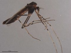 Stictochironomus by (c) Torbjorn Ekrem. Centre for Biodiversity Genomics. Torbjorn Ekrem. Year: 2017. Contact: torbjorn.ekrem@ntnu.no., some rights reserved (CC BY). Used under a CC-BY license.