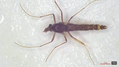 Pseudochironomus richardsoni by (c) Tyler Bishop, some rights reserved (CC BY), uploaded by Tyler Bishop. Used under a CC-BY license.