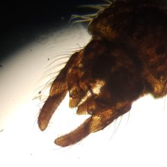 Pseudochironomus richardsoni by (c) Tyler Bishop, some rights reserved (CC BY), uploaded by Tyler Bishop. Used under a CC-BY license.