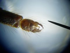 Chironomus ochreatus by (c) Arturo Santos, some rights reserved (CC BY), uploaded by Arturo Santos. Used under a CC-BY license.