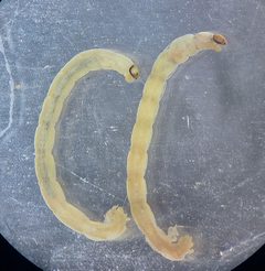 Chironomus plumosus by (c) Kim P.-Schmidt, some rights reserved (CC BY), uploaded by Kim P.-Schmidt. Used under a CC-BY license.