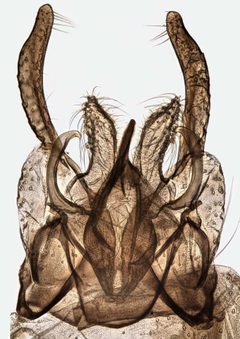 Chironomus plumosus by (c) Janet Graham, some rights reserved (CC BY). Used under a CC-BY license.