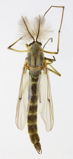 Chironomus plumosus by (c) Janet Graham, some rights reserved (CC BY). Used under a CC-BY license.