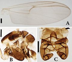Boreoheptagyia by (c) 
Xiao-Long Lin, Hai-Jun Yu, Xin-Hua Wang, Wen-Jun Bu, Chun-Cai Yan, Wen-Bin Liu, some rights reserved (CC BY). Used under a CC-BY license.