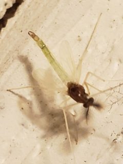 Endochironomus nigricans by (c) Mark Richman, some rights reserved (CC BY), uploaded by Mark Richman. Used under a CC-BY license.