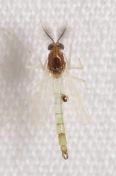 Endochironomus nigricans by (c) Justin Williams, some rights reserved (CC BY), uploaded by Justin Williams. Used under a CC-BY license.