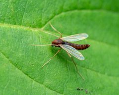 Hyporhygma quadripunctatum by (c) Zachary Dankowicz, some rights reserved (CC BY), uploaded by Zachary Dankowicz. Used under a CC-BY license.