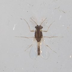 Corynoneura by (c) Victor Engel, some rights reserved (CC BY), uploaded by Victor Engel. Used under a CC-BY license.