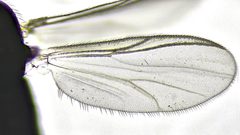 Limnophyes viribus by no rights reserved, uploaded by Mike Palmer. Used under a CC0 license.