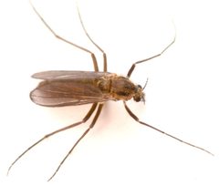 Metriocnemus by no rights reserved, uploaded by Mike Palmer. Used under a CC0 license.