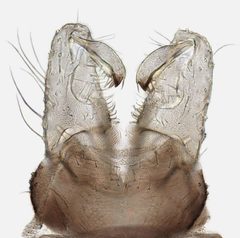 Cricotopus by (c) janetgraham84new|sourceurl=https://flickr.com/photos/149164524@N06/26949436839%7Carchive=http://web.archive.org/web/20190119193940/https://flickr.com/photos/149164524@N06/26949436839%7Creviewdate=2017-12-03 10:12:12|reviewlicense=cc-by-2.0|reviewer=Flickr, some rights reserved (CC BY). Used under a CC-BY license.