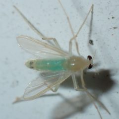 Stenochironomus macateei by (c) dhasdf, some rights reserved (CC BY). Used under a CC-BY license.