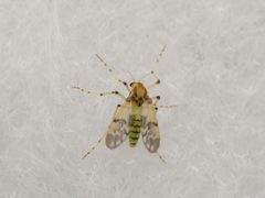 Macropelopiini by (c) Elias Freyhof, some rights reserved (CC BY), uploaded by Elias Freyhof. Used under a CC-BY license.