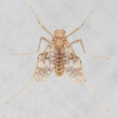 Macropelopiini by (c) Victor Engel, some rights reserved (CC BY), uploaded by Victor Engel. Used under a CC-BY license.