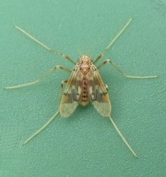 Apsectrotanypus johnsoni by (c) jimeckert49, some rights reserved (CC BY). Used under a CC-BY license.