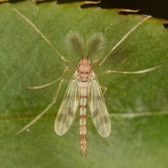Zavrelimyia sinuosa by (c) skitterbug, some rights reserved (CC BY), uploaded by skitterbug. Used under a CC-BY license.