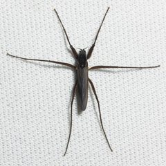 Telmatogeton by (c) Ken-ichi Ueda, some rights reserved (CC BY), uploaded by Ken-ichi Ueda. Used under a CC-BY license.