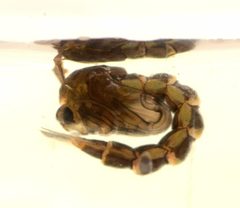 Zavrelimyia fragilis by no rights reserved, uploaded by Mike Palmer. Used under a CC0 license.