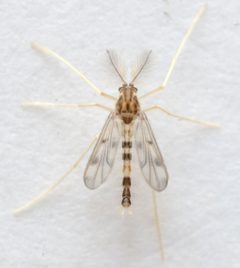 Zavrelimyia fragilis by no rights reserved, uploaded by Mike Palmer. Used under a CC0 license.