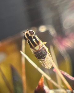 Thaumatomyia apache by (c) Andy Jordan, some rights reserved (CC BY), uploaded by Andy Jordan. Used under a CC-BY license.