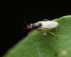 Elachiptera by (c) Zachary Dankowicz, some rights reserved (CC BY), uploaded by Zachary Dankowicz. Used under a CC-BY license.