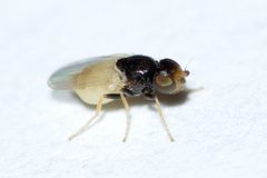 Malloewia abdominalis by (c) Owen Strickland, some rights reserved (CC BY), uploaded by Owen Strickland. Used under a CC-BY license.