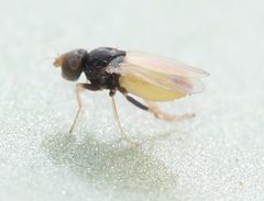 Malloewia abdominalis by (c) Even Dankowicz, some rights reserved (CC BY), uploaded by Even Dankowicz. Used under a CC-BY license.