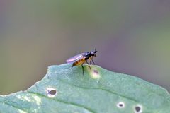 Monochaetoscinella nigricornis by (c) Bill Keim, some rights reserved (CC BY). Used under a CC-BY license.