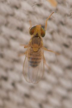 Aphaniosoma by (c) Trevor Van Loon, some rights reserved (CC BY), uploaded by Trevor Van Loon. Used under a CC-BY license.