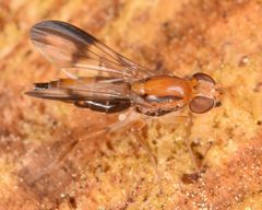Clusia czernyi by (c) skitterbug, some rights reserved (CC BY), uploaded by skitterbug. Used under a CC-BY license.