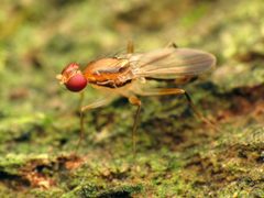 Clusia lateralis by (c) Katja Schulz, some rights reserved (CC BY). Used under a CC-BY license.