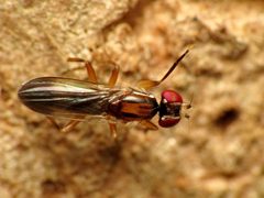 Clusiodes johnsoni by (c) Katja Schulz, some rights reserved (CC BY). Used under a CC-BY license.