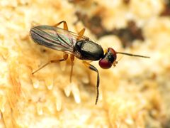 Heteromeringia nitida by (c) Katja Schulz, some rights reserved (CC BY). Used under a CC-BY license.