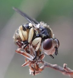 Dalmannia nigriceps by (c) Will Linnard, some rights reserved (CC BY), uploaded by Will Linnard. Used under a CC-BY license.