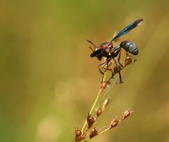 Physocephala floridana by (c) mayfly1963, some rights reserved (CC BY), uploaded by mayfly1963. Used under a CC-BY license.