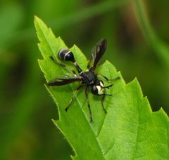 Physocephala furcillata by (c) christine123, some rights reserved (CC BY), uploaded by christine123. Used under a CC-BY license.