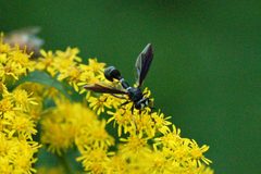 Physocephala by (c) Bill Keim, some rights reserved (CC BY). Used under a CC-BY license.