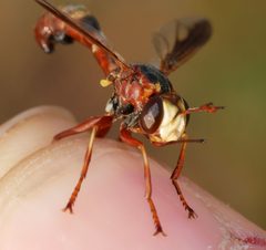 Physocephala texana by (c) Toby, some rights reserved (CC BY), uploaded by Toby. Used under a CC-BY license.