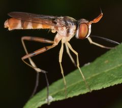 Stylogaster neglecta by (c) skitterbug, some rights reserved (CC BY), uploaded by skitterbug. Used under a CC-BY license.