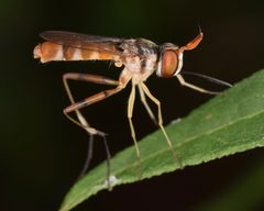 Stylogaster neglecta by (c) skitterbug, some rights reserved (CC BY), uploaded by skitterbug. Used under a CC-BY license.