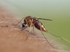 Aedes cinereus by (c) Roman, some rights reserved (CC BY), uploaded by Roman. Used under a CC-BY license.