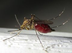Aedes vexans by (c) Annika Lindqvist, some rights reserved (CC BY), uploaded by Annika Lindqvist. Used under a CC-BY license.