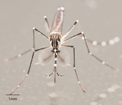 Aedes aegypti by no rights reserved, uploaded by Jesse Rorabaugh. Used under a CC0 license.