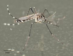 Aedes aegypti by no rights reserved, uploaded by Jesse Rorabaugh. Used under a CC0 license.