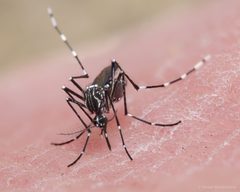 Aedes aegypti by (c) Dan Mendelowitz, some rights reserved (CC BY), uploaded by Dan Mendelowitz. Used under a CC-BY license.
