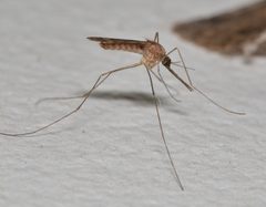 Anopheles freeborni by (c) Don Loarie, some rights reserved (CC BY). Used under a CC-BY license.