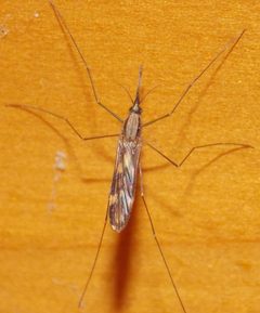 Anopheles punctipennis by (c) Fyn Kynd Photography, some rights reserved (CC BY). Used under a CC-BY license.